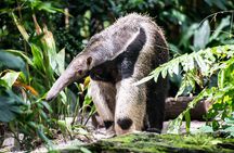 4 Days All Inclusive Jungle Tour from Iquitos at Maniti Eco Lodge