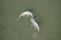 Wildlife Refuge Bio Comb Jelly Sunset Kayak or Paddleboard Tour!