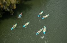 Wildlife Refuge Bio Comb Jelly Sunset Kayak or Paddleboard Tour!