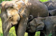 Sigiriya, Kandy to Ella TRain Ride plus Up Country TEA[B&B Basis]