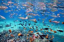 Full Day Nusa Penida Snorkeling Tour to Explore 4 Top Spots