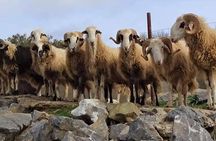 Private Tour-Knossos Palace Zeus Cave&Olive Oil Mill from Elounda