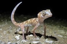 Namib Desert Night Walk