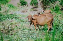 Chiang Mai 4 in 1 : 2 days - 1 Nights. Elephants Camp + Adventure 