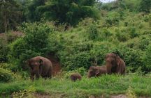 Chiang Mai 4 in 1 : 2 days - 1 Nights. Elephants Camp + Adventure 
