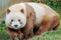 Private Half-Day tour of Xi'an Panda and 4 rare species Center