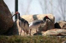 Private Half-Day tour of Xi'an Panda and 4 rare species Center