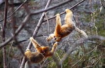 Private Half-Day tour of Xi'an Panda and 4 rare species Center