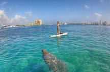 Paddle Boarding Activity to Peanut Island 