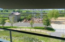 Kyoto Walking Series: Green Tea and Aristocratic Culture in Uji