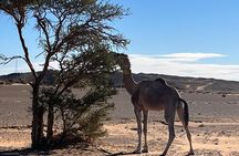 4 Days Desert Adventure Marrakech to Merzouga
