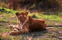 3 Days Masai Mara Group Joining Budget Safari