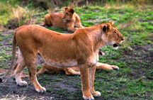 3 Days Masai Mara Group Joining Budget Safari