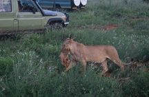 1 Day Tsavo East Safari Discovery of Kenya's Wildlife 