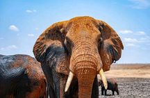 1 Day Tsavo East Safari Discovery of Kenya's Wildlife 