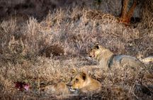 1 Day Tsavo East Safari Discovery of Kenya's Wildlife 