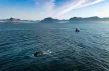 Westfjords Whale Watching