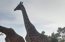 3 Day Maasai Mara Safari 4X4 Jeep Group Joining Daily Departures 