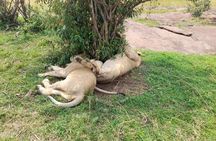 3 Day Maasai Mara Safari 4X4 Jeep Group Joining Daily Departures 