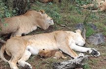3 Day Maasai Mara Safari 4X4 Jeep Group Joining Daily Departures 