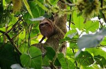 La Fortuna: Proyecto Asis Wildlife Rescue Center with transport