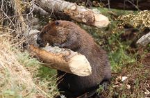 Beaver Sighting with Dinner off Lake Fagnano