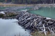 Beaver Sighting with Dinner off Lake Fagnano
