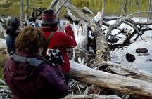 Beaver Sighting with Dinner off Lake Fagnano
