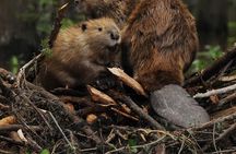 Beaver Sighting with Dinner off Lake Fagnano
