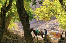 Atlas Mountains : Cooking Class with a Local Family