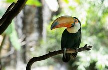 Rio de Janeiro Tijuca Forest