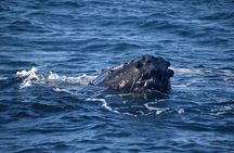 Winter Whale Watching Adventure in Kauai