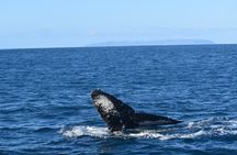 Winter Whale Watching Adventure in Kauai