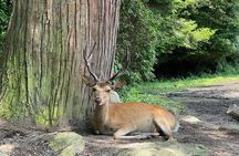 Hiroshima & Miyajima: UNESCO A-Bomb Dome & Itsukushima with Local