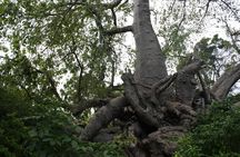 Private Safari Blue lagoon and Kwale Island Tour