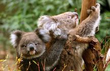Great Ocean Road Small-Group Eco Tour from Melbourne