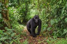 2 Day Gorilla Trekking and Dian Fossey Museum