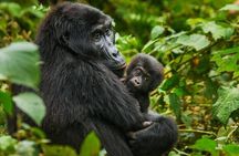 2 Day Gorilla Trekking and Dian Fossey Museum