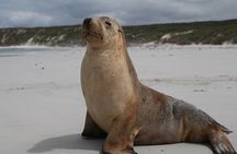 Adelaide: Kangaroo Island 2-Day Adventure Small Group tour 