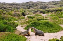 Adelaide: Kangaroo Island 2-Day Adventure Small Group tour 