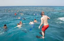 Snorkelling Adventure with Dugongs and Turtles in Marsa Mubarak