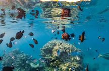 Semi Submarine Experience sea Trip With transfer from Sharm
