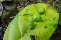 Drake Bay - Private Primary Rainforest Tour (Corcovado Next Door)