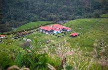 Cocora Valley Hiking Tour with Lunch