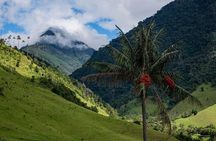 Cocora Valley Hiking Tour with Lunch