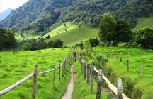 Cocora Valley Hiking Tour with Lunch