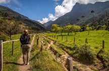 Cocora Valley Hiking Tour with Lunch