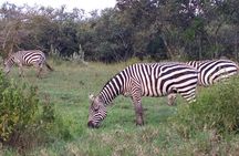 Shared Nairobi National Park Safari Tour