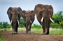 Day Trip Private Safari in Akagera Park with hotel pickup