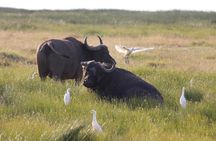 4 Days Safari Adventure in Amboseli and Tsavo 